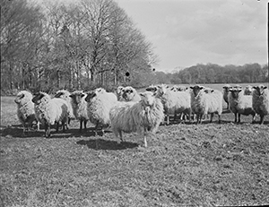 Photo of flock of sheep