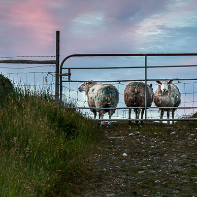Agriculture feature image
