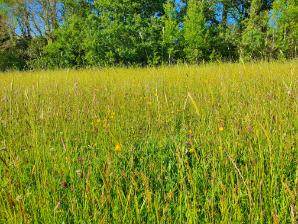 Image 1.2 Semi-natural grassland