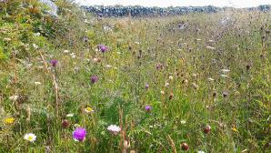 Image 2.1 Calcareous grassland