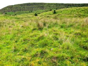 Image 2.4 Nardus grassland