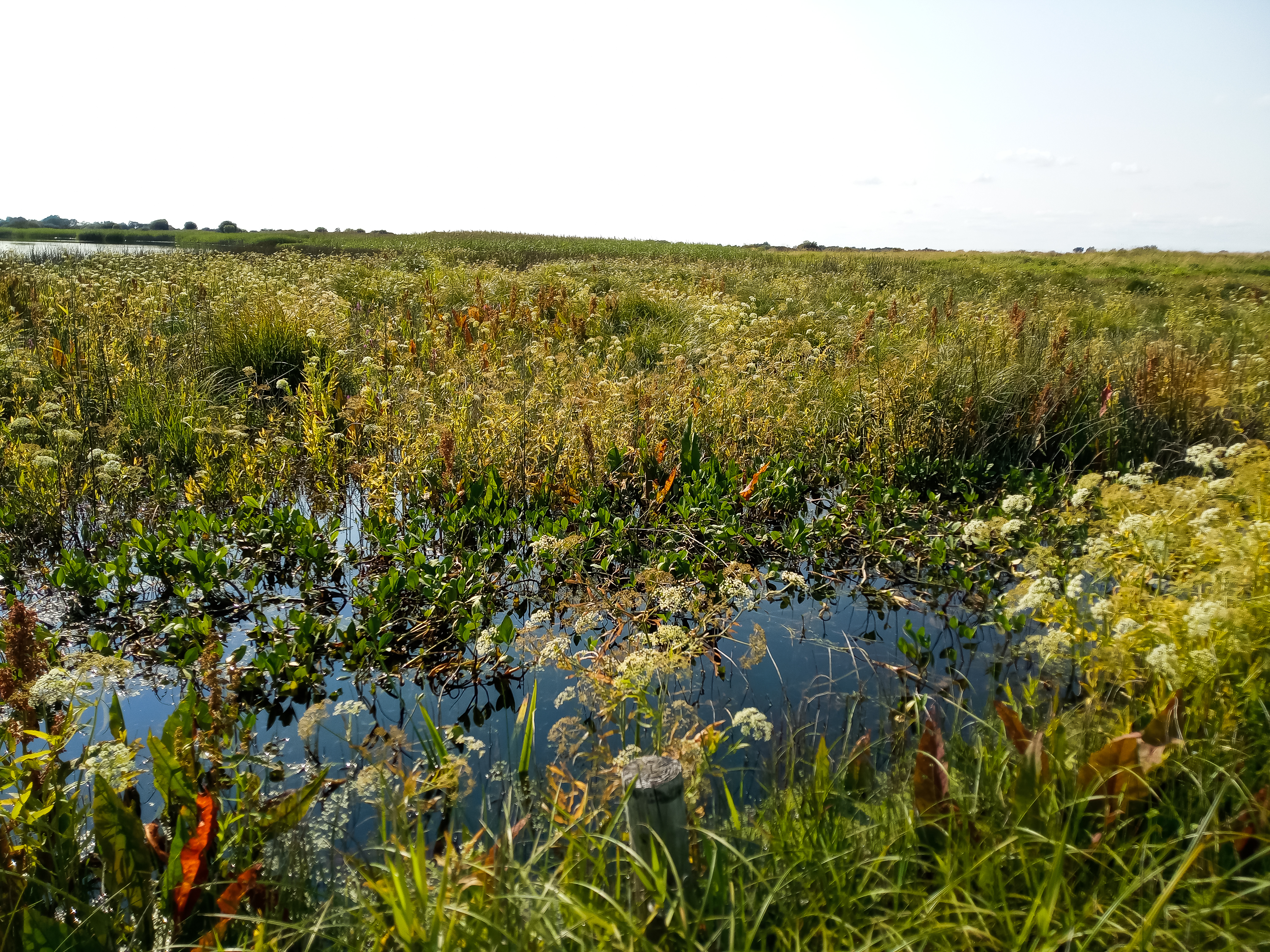 Image 2.5 Hydrophilous tall-herb swamp