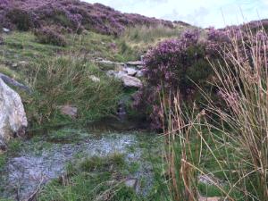 Frontier Publication - Peatlands and Heathlands 2021 Image 7 Dry heath