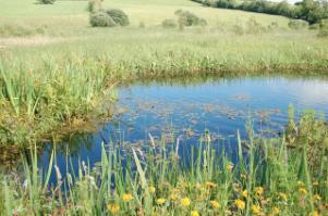 Frontier Publication peatlands and heathlands 2021 - Image 6 Transition mires