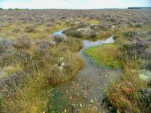 Frontier Publication peatlands and heathlands 2021 - Image 1 Raised Bogs