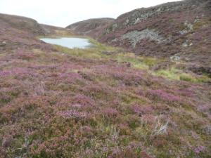 Frontier Publication - Peatlands and Heathlands 2021 Image 9 Montane heath