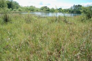 Frontier Publication peatlands and heathlands 2021 - Image 4 Rich Fens