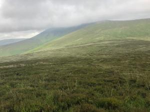 Frontier Publication - Peatlands and Heathlands 2021 Image 8 Wet heath