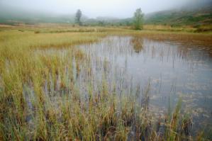 Frontier Publication peatlands and heathlands 2021 - Image 5 Poor Fens