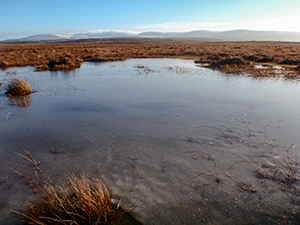 Photograph 6.4 Acid oligotrophic lake habitat